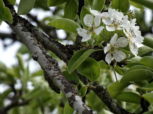 mariale en Hamelin: Flora  (Cabrillanes), 📸 #marialemdza #CumpleHamelin
#primavera2022 #spring2022 #flores #flowers #flower #flor #ProvinciaDeLeón #Babia ...