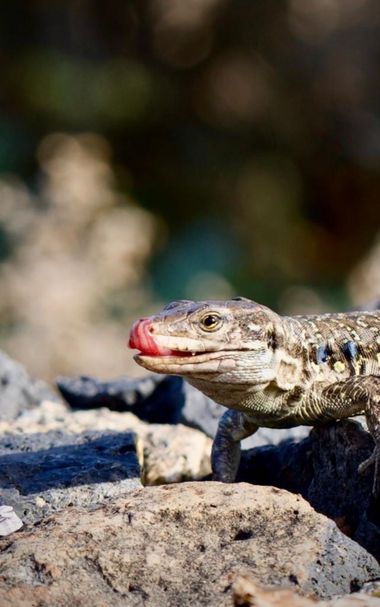 Juanatlantida82 en Hamelin: Fauna, Gallotia galloti (Oudart, 1839), #Reptiles,Lagarto Tenerife 