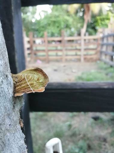 Kenyjimenez9 en Hamelin: Observación  (Cereté), #hongossobremadera