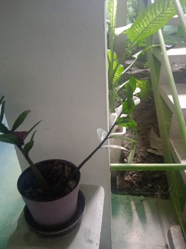 Abogadoeduardoorta en Hamelin: Flora, Zamioculcas zamiifolia