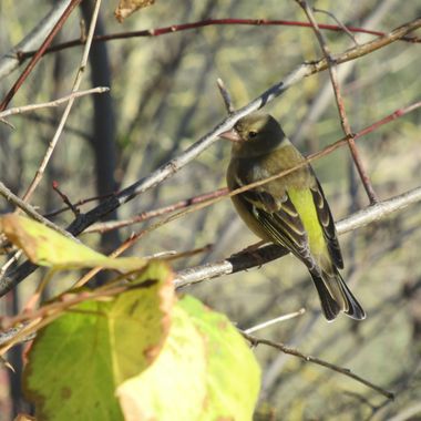 Manelsersol en Hamelin: Fauna  (Santa Pau), Fringilla coelebs Linnaeus, 1758, #aves #pajaros 
Verderol o verdum.