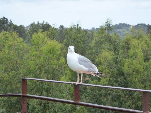 ElfillaTravel en Hamelin: Fauna, Larus argentatus Pontoppidan, 1763, Gaviota cerca del Parque del Jurásico #asturias #asturies #asturias_nature 