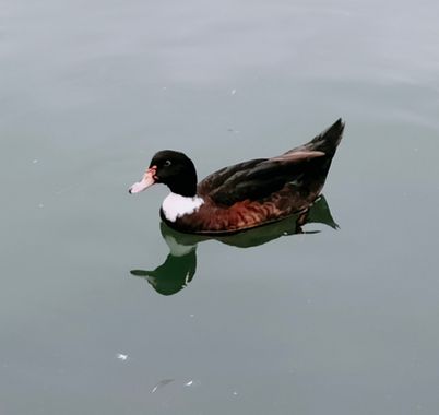 Solerantonio2 en Hamelin: Fauna  (Almería), Pato domestico