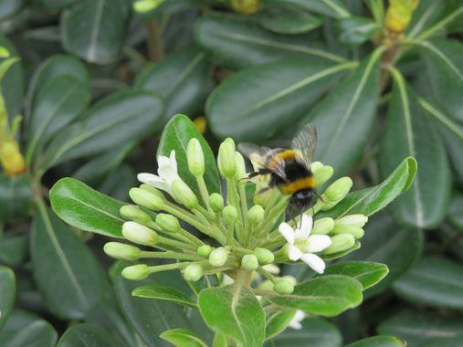 Solerantonio2 en Hamelin: Fauna  (Almería), Abejorro