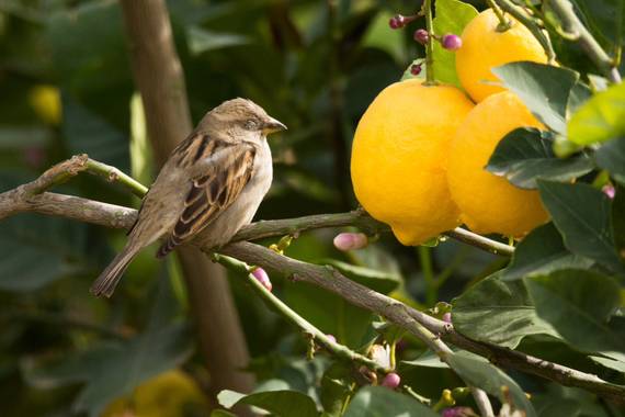 starfireroy en Hamelin: Fauna  (Murcia), Passer domesticus (Linnaeus, 1758), Gorrión común. 