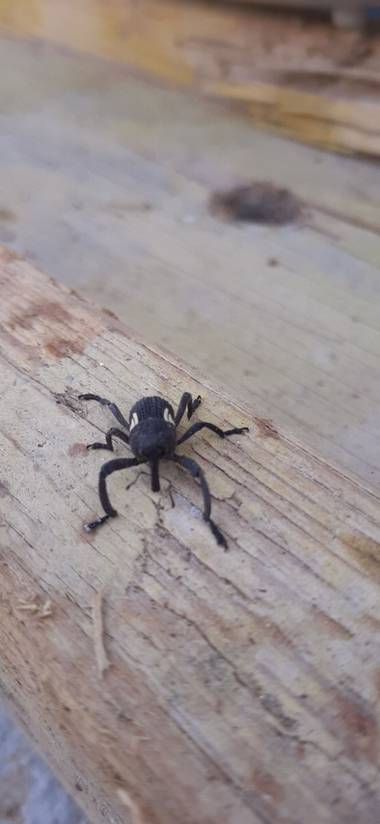 Dgomezalbornoz28 en Hamelin: Fauna  (Limache)