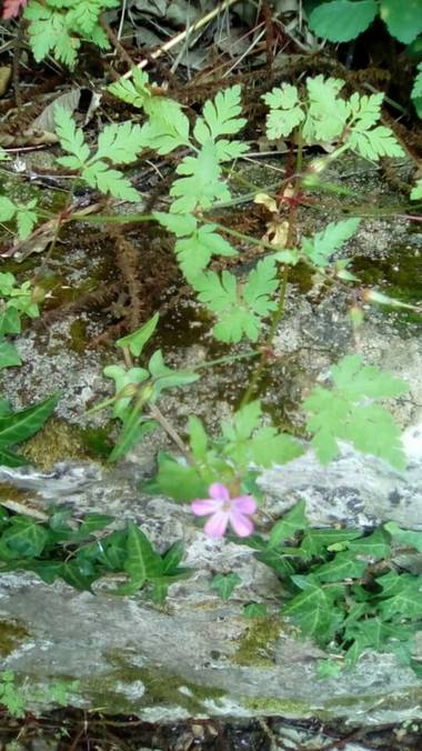 Alquimia Natural en Hamelin: Flora  (Marina de Cudeyo), Geranium robertianum