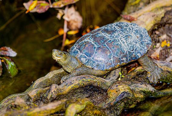 Robertosallen en Hamelin: Fauna 