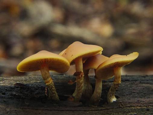 Eritz.cortazar en Hamelin: Observación  (Zuia), Galerina marginada🍄

Aunque parezca una seta muy bonita, que no os engañe. Se trata de especie catalogada ...