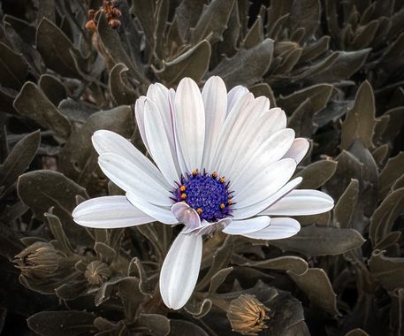 ph0t0ny en Hamelin: Flora  (Santander), #flower #flowers #planta #plantassilvestres 
