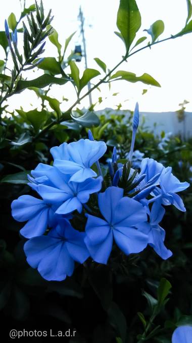Luis.alf1812 en Hamelin: Flora, Plumbago auriculata