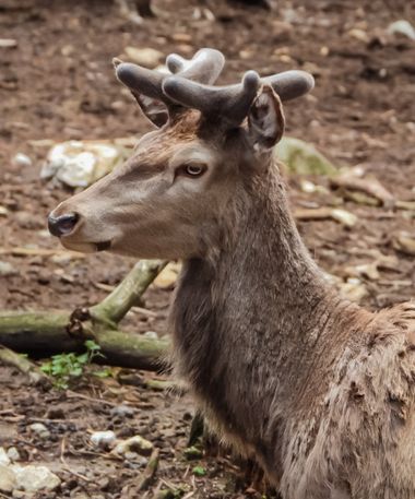 ARTURO  en Hamelin: Fauna  (Benasque), Cervus elaphus Linnaeus, 1758, #ciervo 