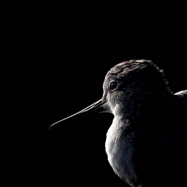 Aitor_gil en Hamelin: Fauna  (San Bartolomé), Tringa nebularia (Gunnerus, 1767), Archibebe Claro. Jugando con la #clavebaja #lowkey
Es un ave marina, de as...