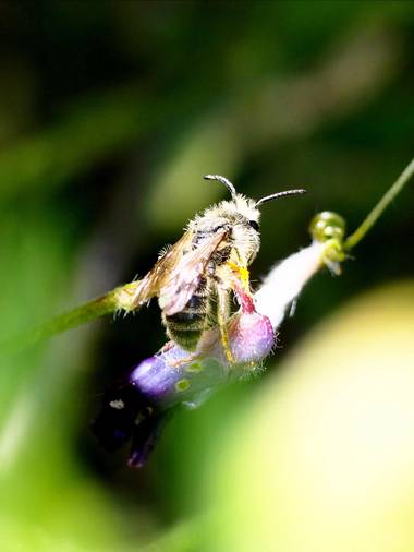 Gustavo Adolfo. en Hamelin: Fauna, Abeja sin identificar