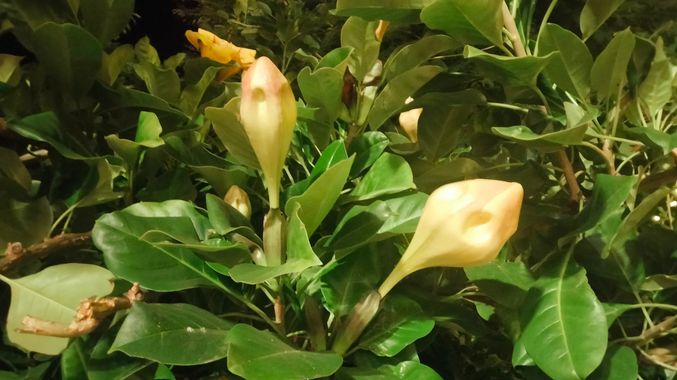 Solerantonio2 en Hamelin: Flora  (Almería), Solandra maxima, Capullos