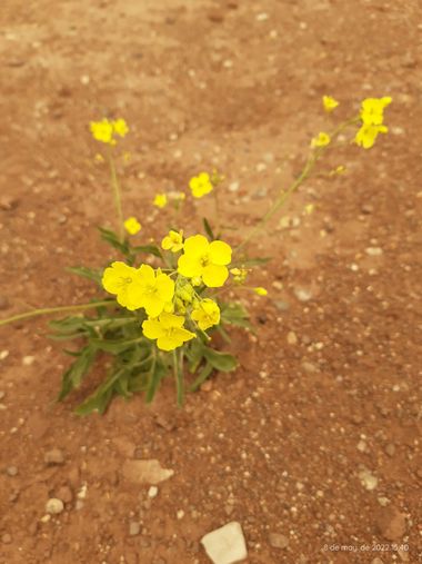 Tato en Hamelin: Flora  (Añelo), Diplotaxis tenuifolia, #flores#flor#flower#fleurs#plantas#arido#plantas#nature#flora#nature#naturleza#floresamarillas