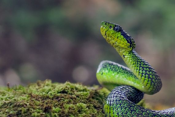Alex.5684.abrq en Hamelin: Fauna  (Sabalito), #invertebrados #anfibios #reptiles