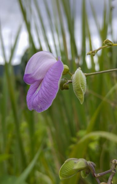 Michael_vinasco en Hamelin: Flora  (Ansermanuevo), #flora # #flower 