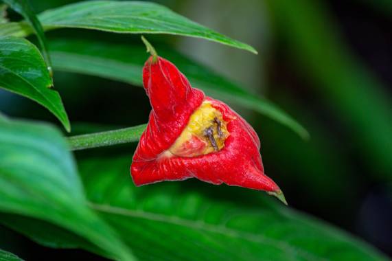 Camiloacca94 en Hamelin: Flora  (Vistahermosa), #flora21 #florescolombia #floressilvestres #floracolombiana #orinoquia #naturaleza #nature 