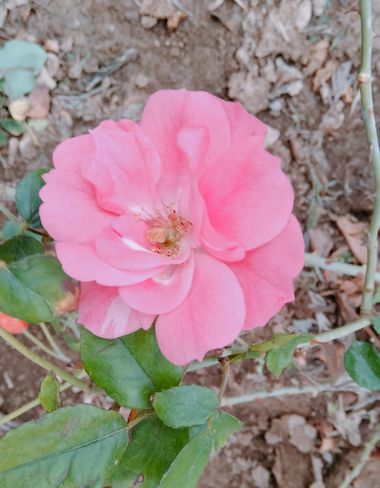 Solerantonio2 en Hamelin: Flora  (Almería), Rosas de jardin