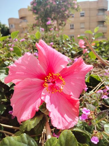 Solerantonio2 en Hamelin: Flora  (Almería), Planta