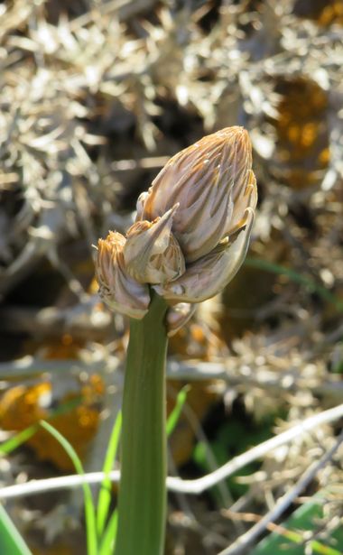 Solerantonio2 en Hamelin: Flora  (Níjar), Planta