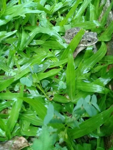 Supra3179 en Hamelin: Fauna  (Chajarí), Un amigo luego de la lluvia 💛