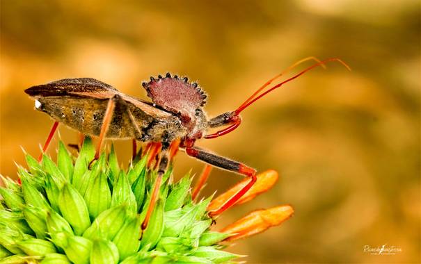sinisterra2009 en Hamelin: Fauna  (Ciudad del Campo), #macro 