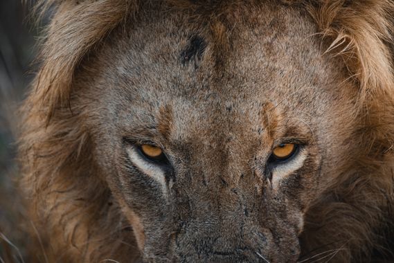 Brenda.a.trossero en Hamelin: Fauna  (Mopani District Municipality), #leon #wildlife #wild #mamiferos #wildanimal 