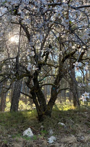 isabeljl0402 en Hamelin: Flora  (Jaén), Prunus dulcis, Almendro en flor, entre olivos y pinos. El Neveral. Jaén
