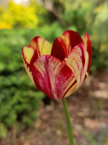 IreneRoldan en Hamelin: Flora  (Madrid), Tulipa gesneriana, Primavera en el #realjardinbotanicomadrid 