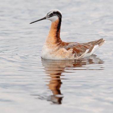 Ignicapillus en Hamelin: Fauna  (Kidder County), Phalaropus tricolor (Vieillot, 1819), Solo hay tres falaropos en el mundo y en, con este, H@melin ya prese...