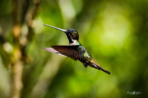 sinisterra2009 en Hamelin: Fauna  (Cali), El colibrí piquilargo, picudo gorgiestrella o picaflor estrella (Heliomaster longirostris)​ es una especie de ave...