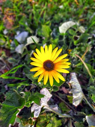 Sortueta en Hamelin: Flora  (Laredo), Y, entre las piedras, surge la Flor