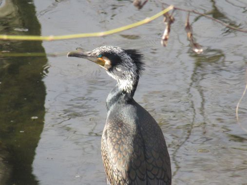 Manelsersol en Hamelin: Fauna  (Carrer de Fontanella), Phalacrocorax carbo (Linnaeus, 1758), #aves 