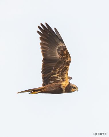 Ignoto en Hamelin: Fauna  (Almonte), Circus aeruginosus (Linnaeus, 1758)