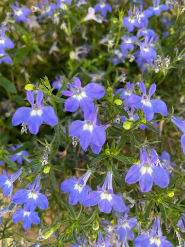 Marisol en Hamelin: Flora, Lobelia erinus