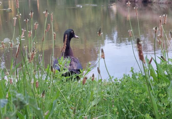 Mpinfante en Hamelin: Paisaje, Pato🦆 en la laguna 🌾