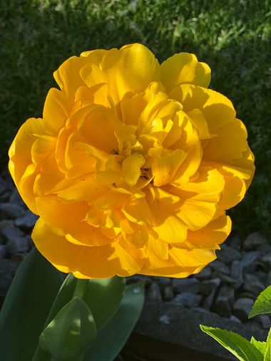 Eudimer20 en Hamelin: Flora, #flower