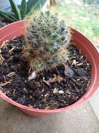 luisafp29 en Hamelin: Flora, Mammillaria prolifera, Jsifjsjf
