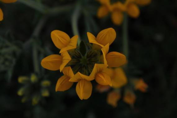Naiara211299 en Hamelin: Flora  (Cádiz), Lotus pedunculatus, #flora #flora2021 #flor #floracion #floraenprimavera #flora21 
#floral #flor_amarilla #florade...