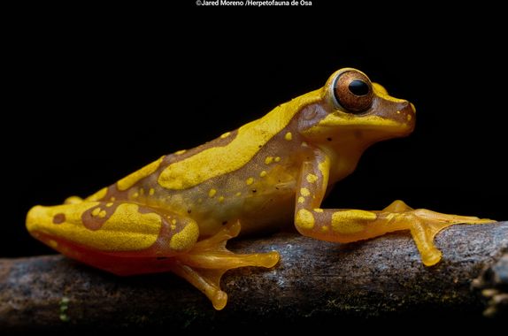 Jaredchinchilla59 en Hamelin: Fauna, Esta especie nocturna y arborícola que habita en bosque húmedo tropical primario y secundario y también en zonas dond...