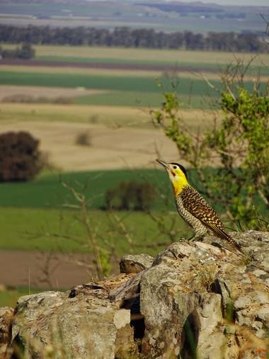Bicicleta.primitiva en Hamelin: Fauna  (Olavarría), Colaptes campestris campestroides (Malherbe, 1849), Un amiguito del cerro 