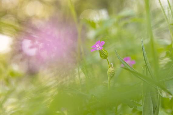susurrando.caballos en Hamelin: Flora  (Rascafría), #macro #flowers 

📷 Canon EOS 90D
🔵 EF-S 18-55mm/F3.5-5.6 con tubo de extensión de 13 mm
💡 Luz natur...