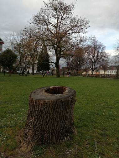 Susandresro en Hamelin: Flora  (Lugo), Tronco arbol