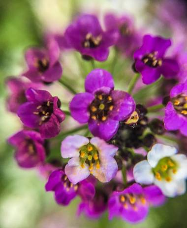 Jorgedlacasa en Hamelin: Flora  (Villalbilla)