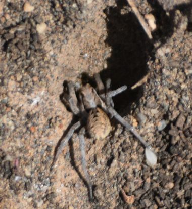 Solerantonio2 en Hamelin: Fauna  (La Marina), Araña lobo