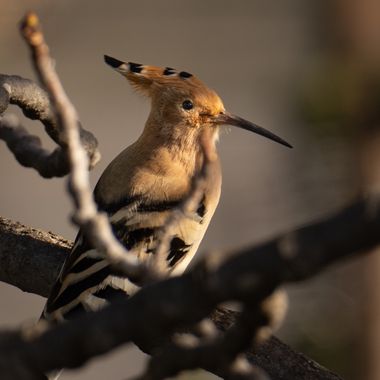 3pnoe6 en Hamelin: Fauna  (Sant Feliu de Codines), Upupa epops Linnaeus, 1758, #abubilla#puput#ave#avesdecataluña