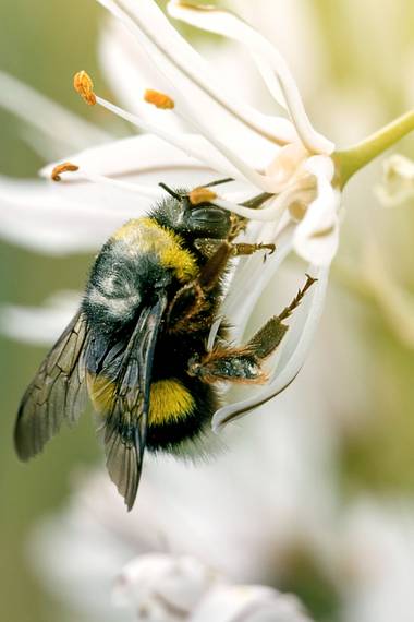 elchinokuky80 en Hamelin: Fauna  (La Pobla de Vallbona), #bombus #latreille #abeja #abejorro #primavera #spring #macro #fotodeldia #nature #Naturaleza #vid...