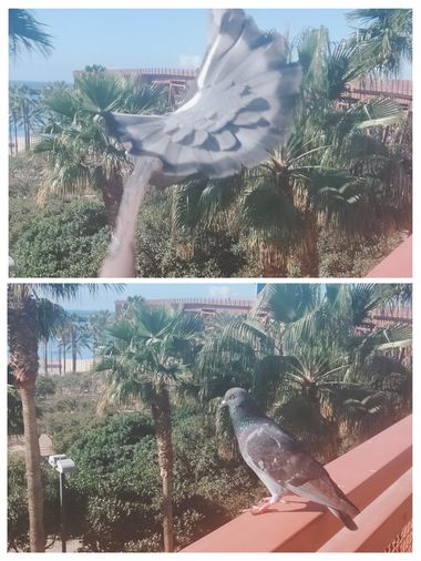 Solerantonio2 en Hamelin: Fauna  (Almería), Ave